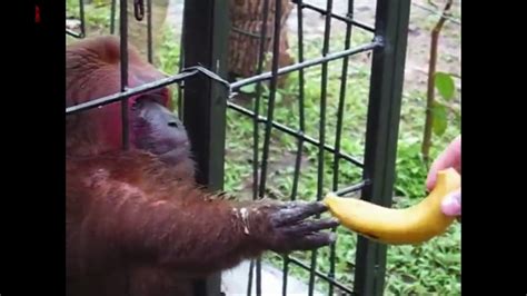 ghetto monkey eating bananas|Ghetto Monkey Eating Bananas (Funny Voiceover without intro).